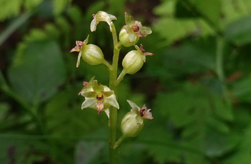 Listera cordata